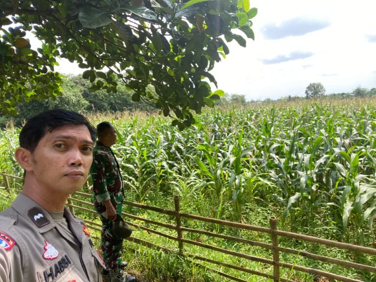 Polsek Panongan Cek Lahan Jagung Hibrida Program Ketahanan Pangan di Mekar Jaya